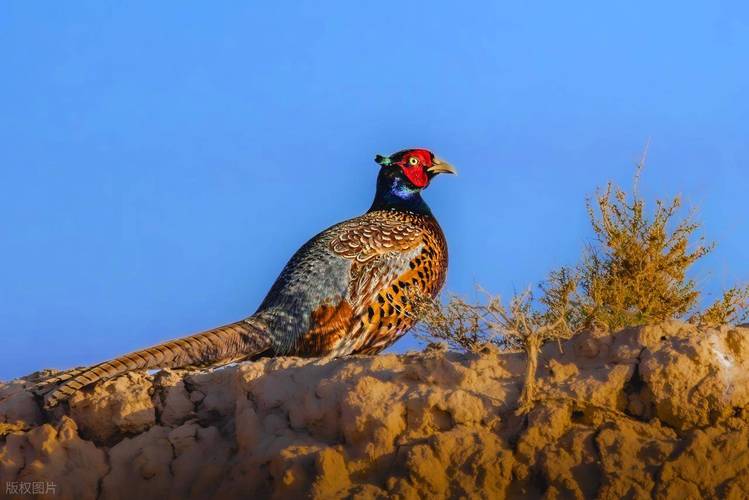 野鸡苗价格多少钱一只？-图2