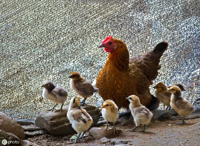 野鸡苗价格多少钱一只？-图3