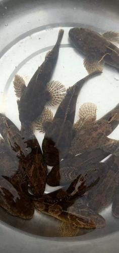 虎头呆子鱼养殖技术视频怎么学？-图1