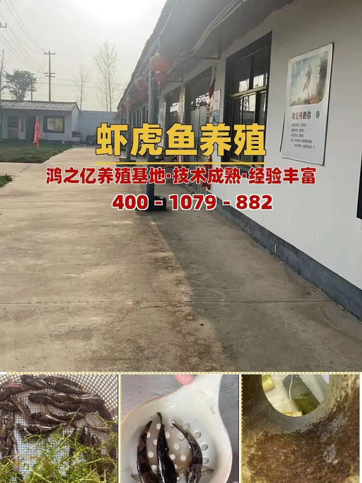 虎头呆子鱼养殖技术视频怎么学？-图2