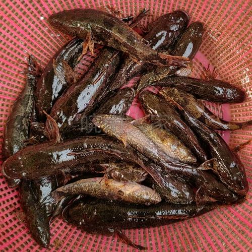 虎头呆子鱼养殖技术视频怎么学？-图3