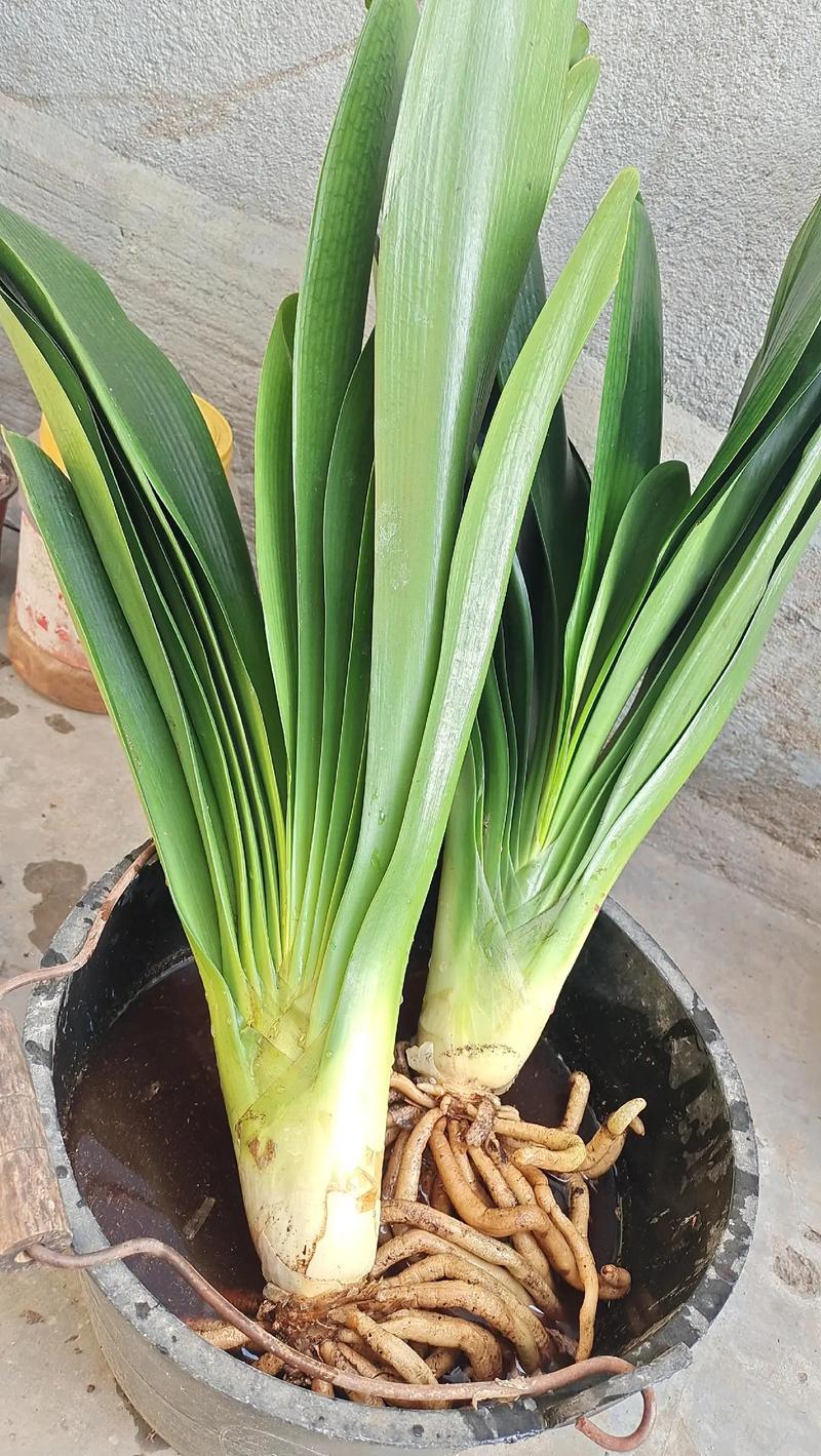 什么品种君子兰最易养活？-图2