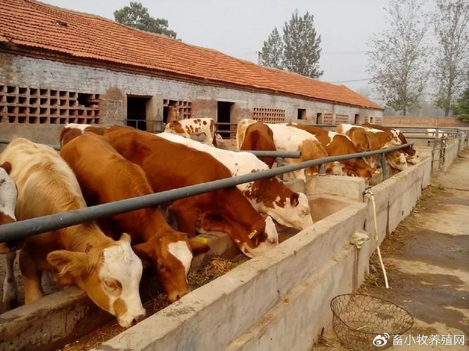 山东农大牧业品种养殖有何特色？-图3