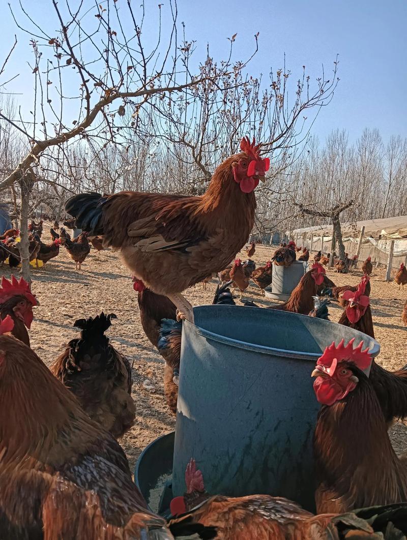 山东农大牧业品种养殖有何特色？-图1