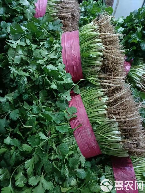 河南香菜大棚种植技术有哪些关键要点？-图3