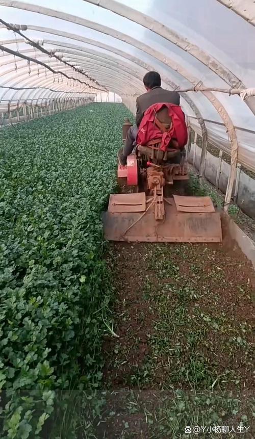 河南香菜大棚种植技术有哪些关键要点？-图1