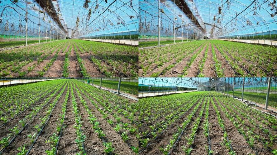 河南香菜大棚种植技术有哪些关键要点？-图2