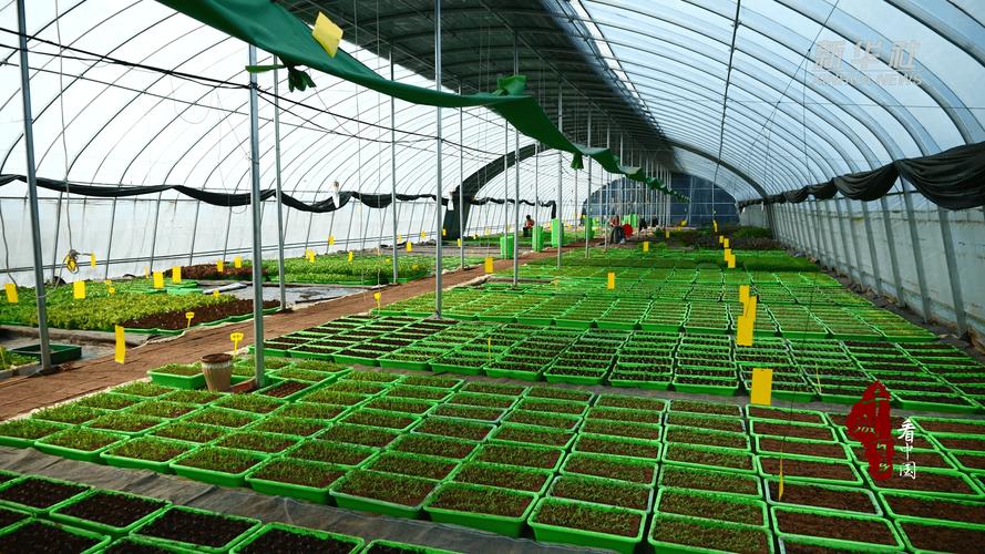 种植业核心品种是什么?-图1 种植业核心品种是什么?-图1