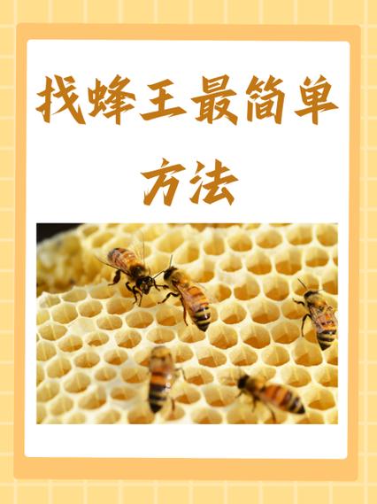 多蜂王养蜂技术全集，如何实现高效管理？-图2