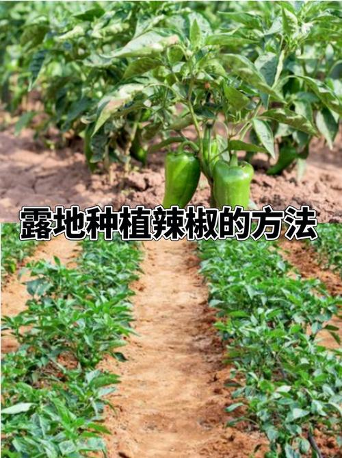 露地辣椒种植技术视频有哪些要点？-图2