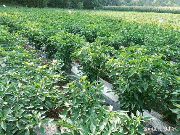 露地辣椒种植技术视频有哪些要点？-图3