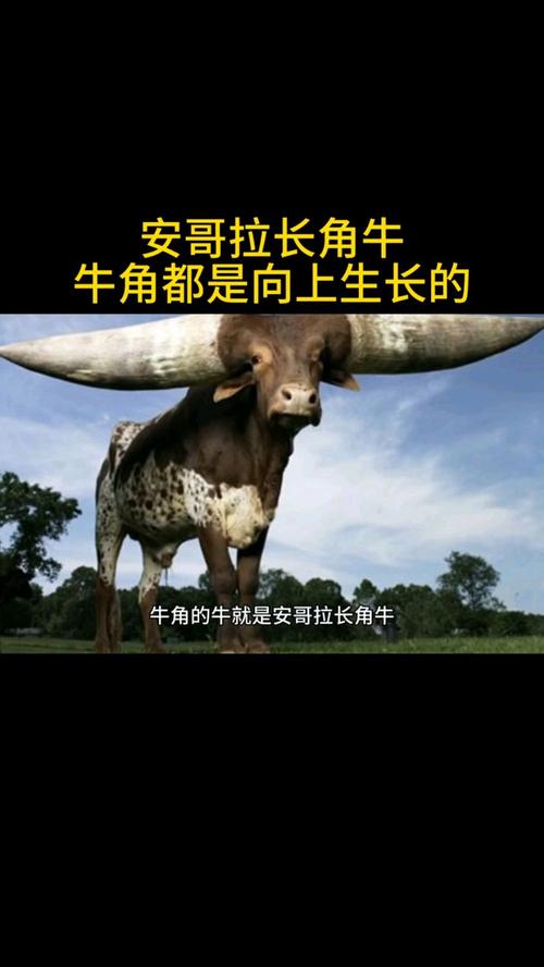 背上长角的牛是什么品种？-图1