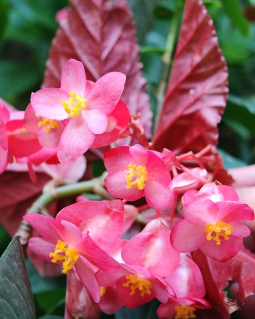 阳台红叶海棠是什么品种？-图1