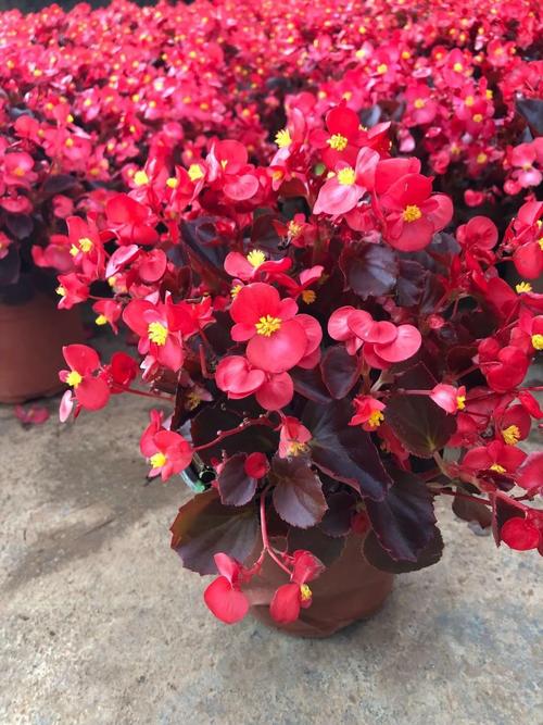 阳台红叶海棠是什么品种？-图3