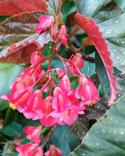 阳台红叶海棠是什么品种？-图2