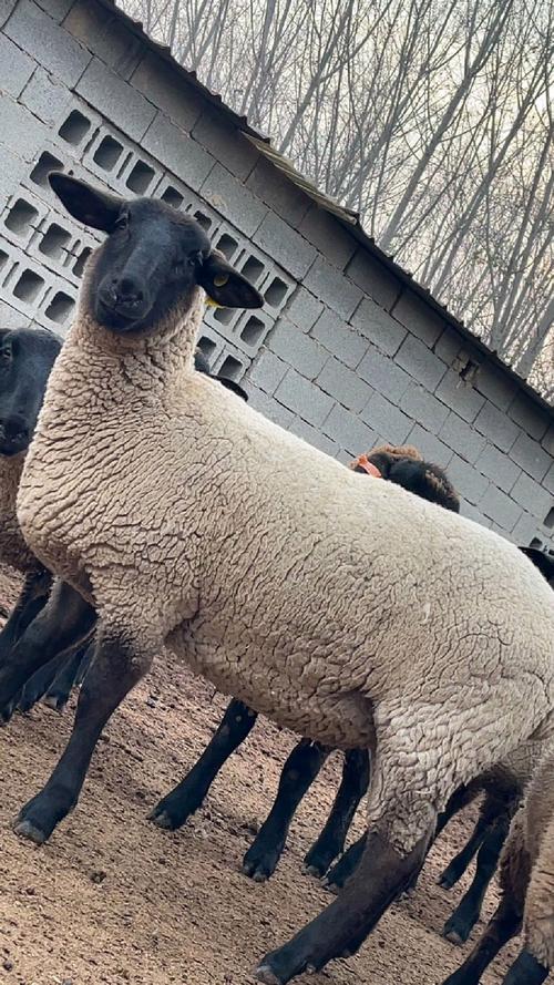 哪种羊繁育能力最强？-图1