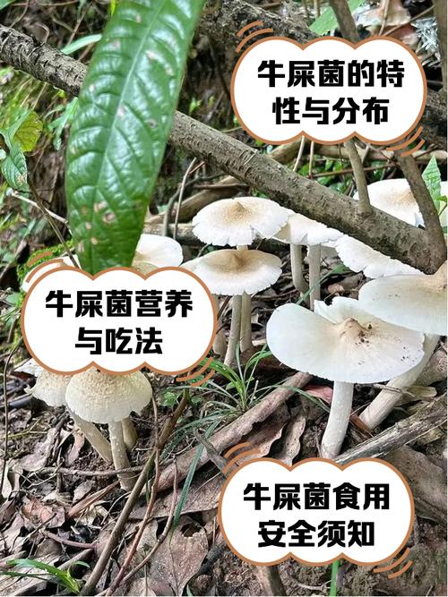 牛粪种蘑菇技术视频，真可行吗？-图1