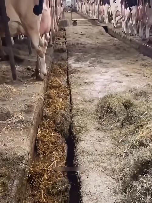 牛粪种蘑菇技术视频，真可行吗？-图2