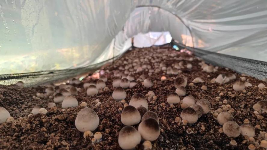牛粪种蘑菇技术视频，真可行吗？-图3
