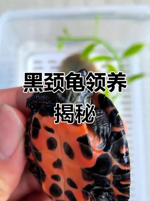 2025黑颈龟野生价格会涨还是跌？-图1
