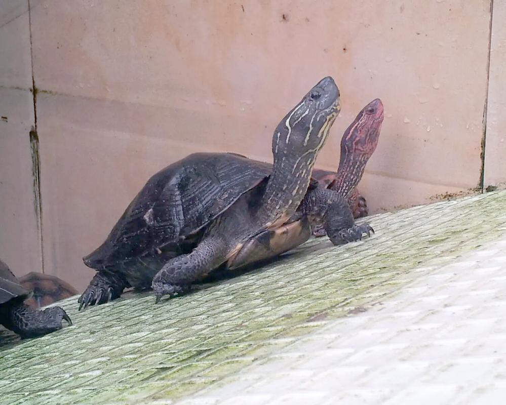 2025黑颈龟野生价格会涨还是跌？-图3