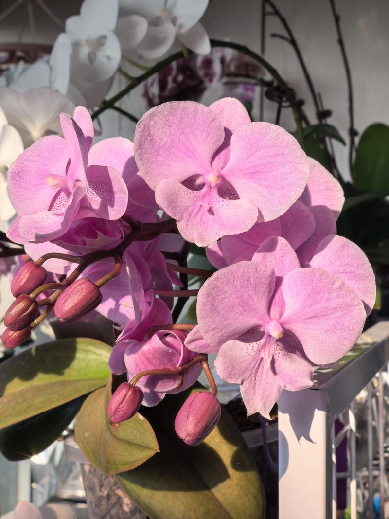 哪些蝴蝶兰品种开花比较多？-图1