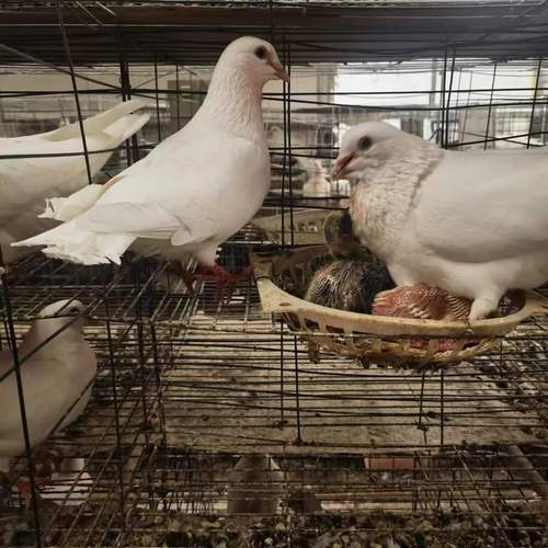 市场上的肉鸽都是啥品种?-图2 市场上的肉鸽都是啥品种?-图2