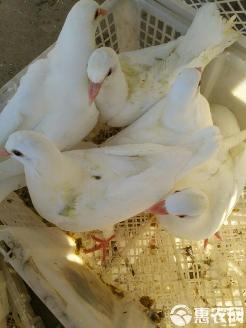 市场上的肉鸽都是啥品种?-图1 市场上的肉鸽都是啥品种?-图1