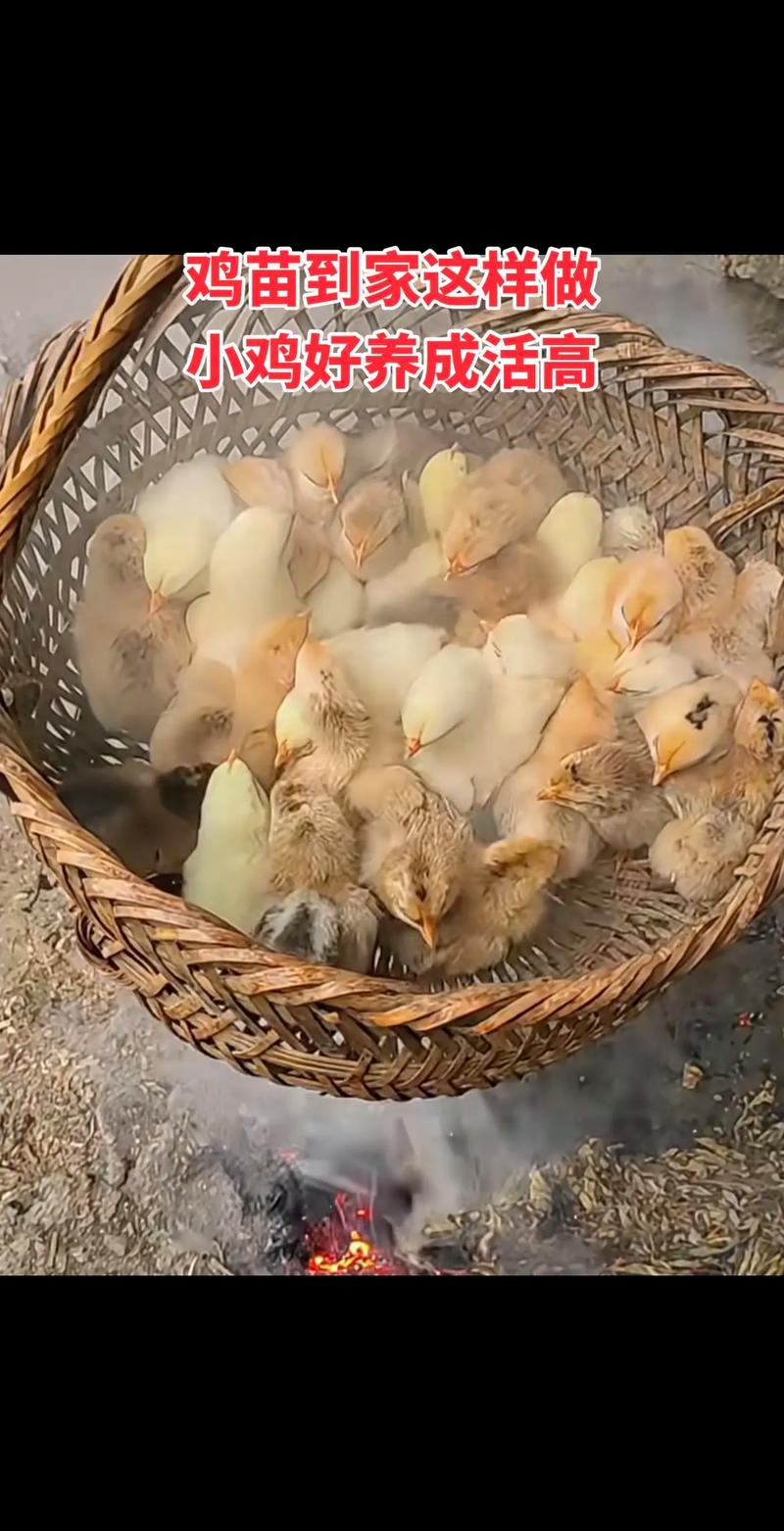 养小鸡技术视频哪里下载？-图3