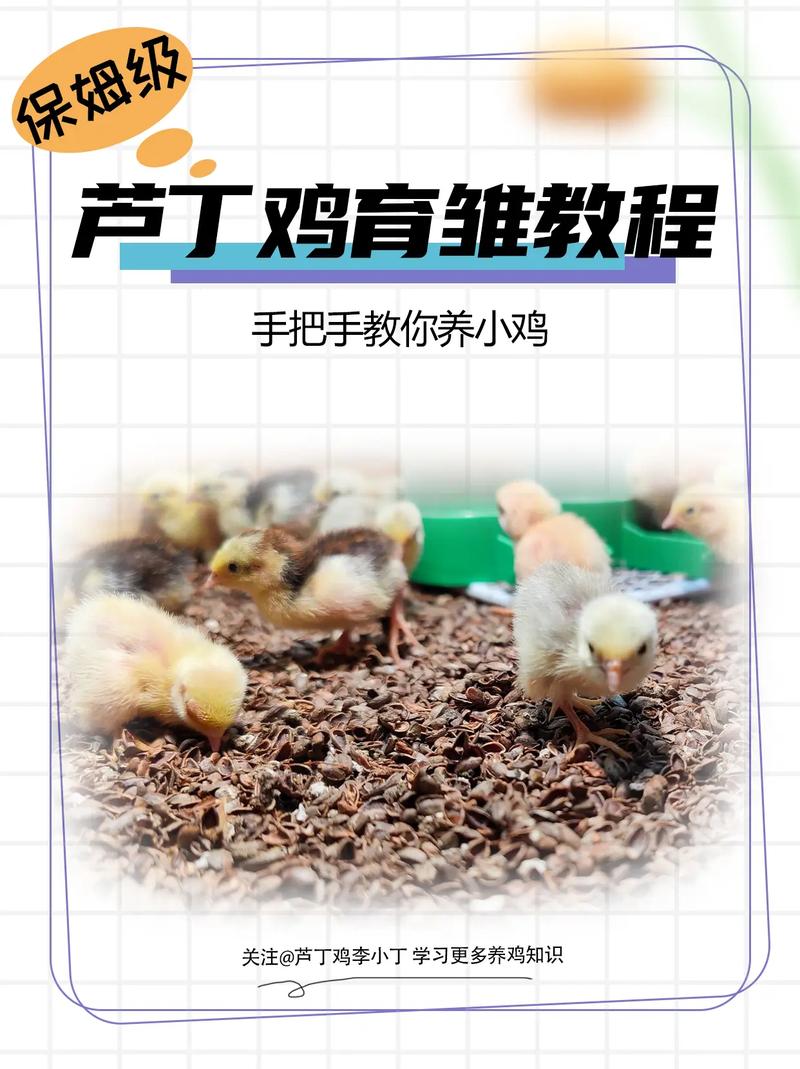 养小鸡技术视频哪里下载？-图1