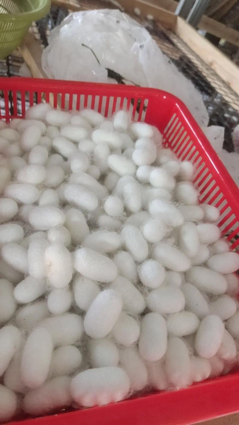 农村收购蚕茧价格最新行情如何？-图3