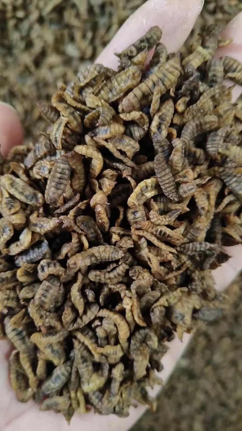 黑水虻养殖技术如何实现每日高效管理？-图3