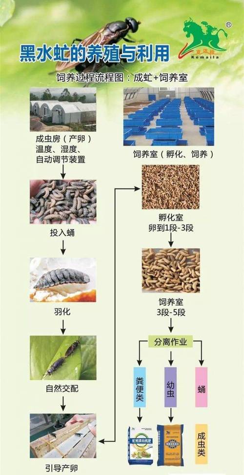 黑水虻养殖技术如何实现每日高效管理？-图1