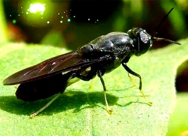 黑水虻养殖技术如何实现每日高效管理？-图2