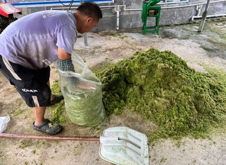 青稻草粉碎发酵技术视频有何关键要点？-图2