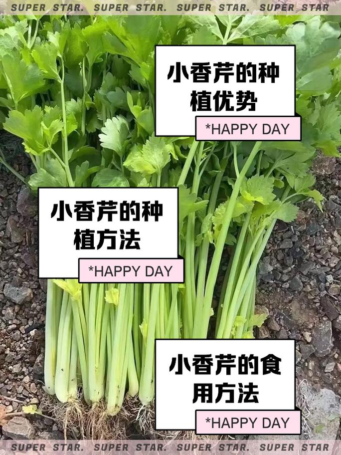 小芹菜夏季种植如何防热保高产？-图1