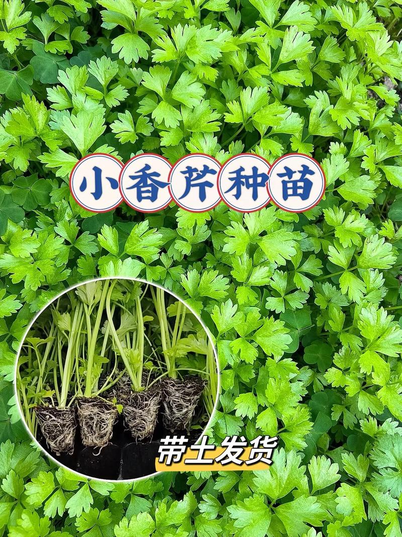 小芹菜夏季种植如何防热保高产？-图2