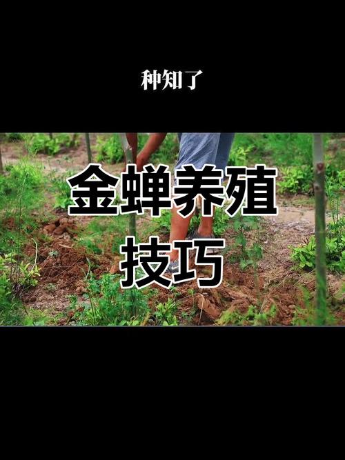 cctv7金蝉养殖技术-图2 cctv7金蝉养殖技术-图2