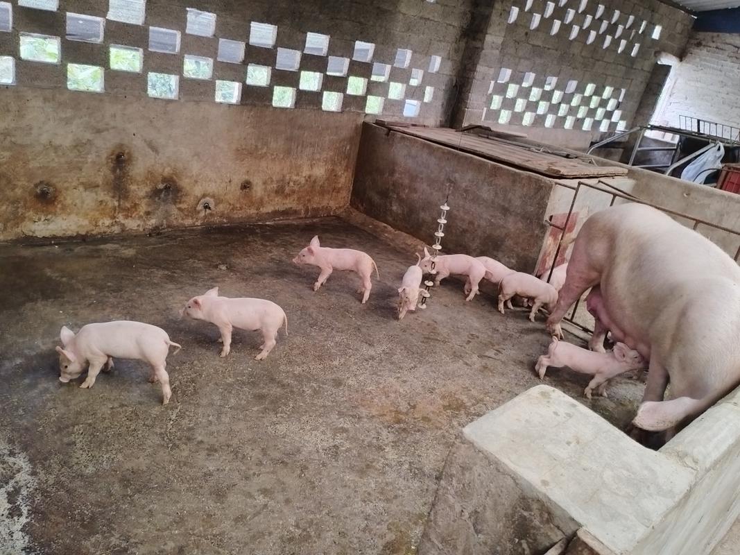 贵州猪养殖技术视频，如何高效学习？-图2