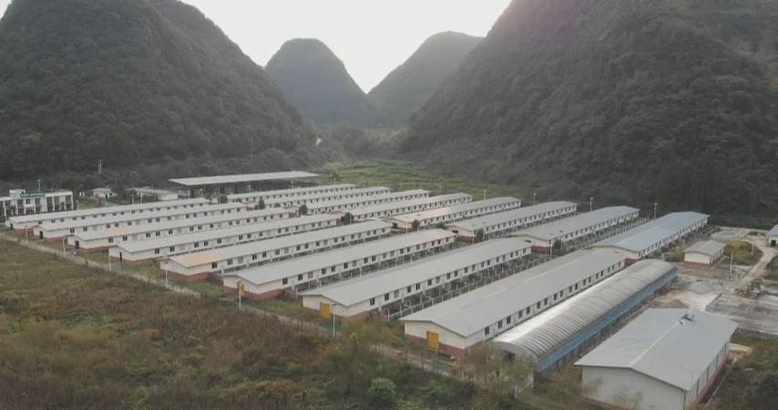 贵州猪养殖技术视频，如何高效学习？-图1