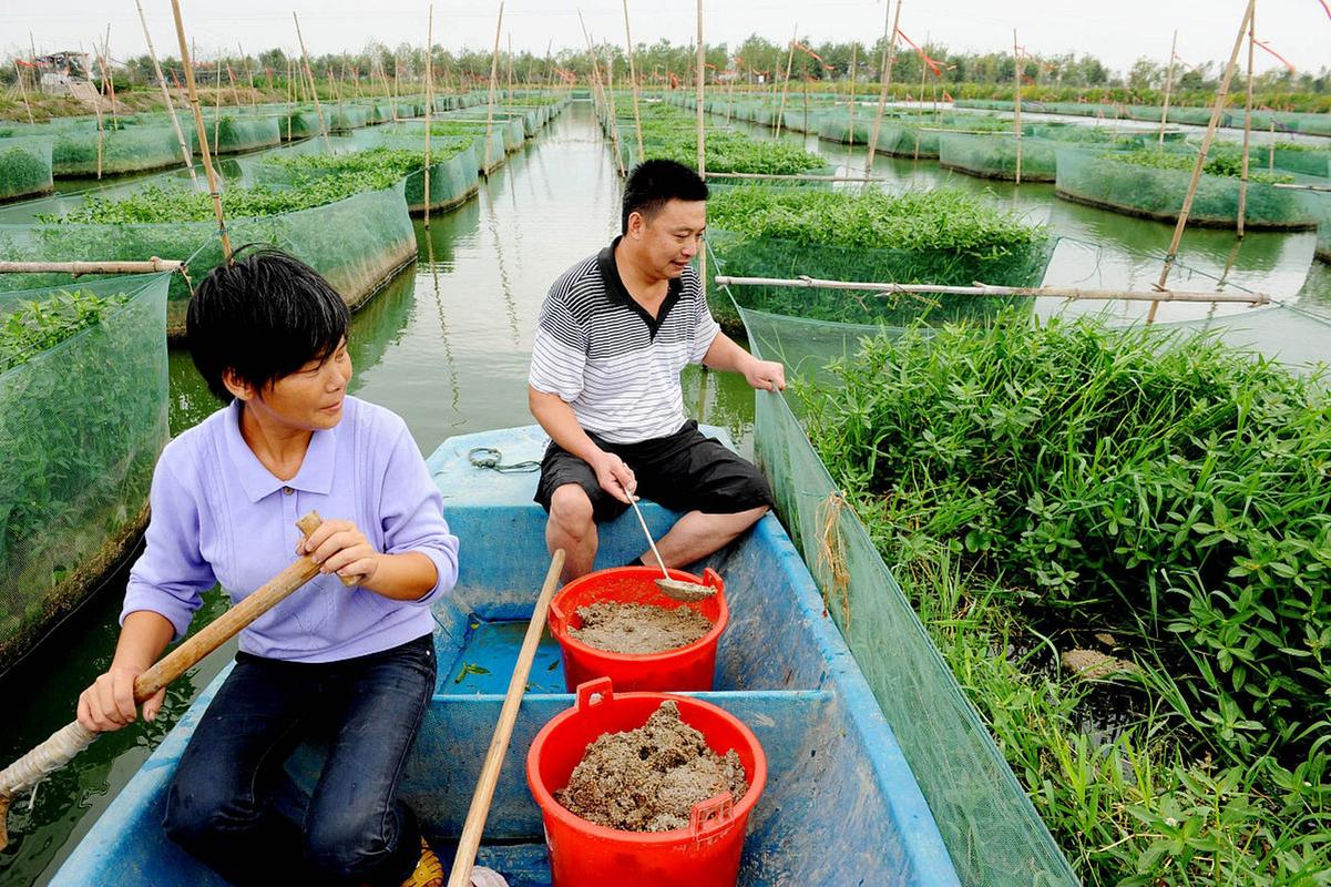 大棚养鳝鱼换水,关键技术是什么?-图1 大棚养鳝鱼换水,关键技术是什么?-图1