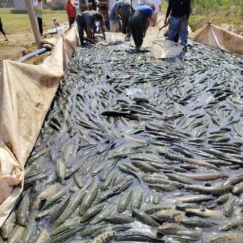 2025年黑鱼塘口价格会涨还是跌?-图1 2025年黑鱼塘口价格会涨还是跌?-图1