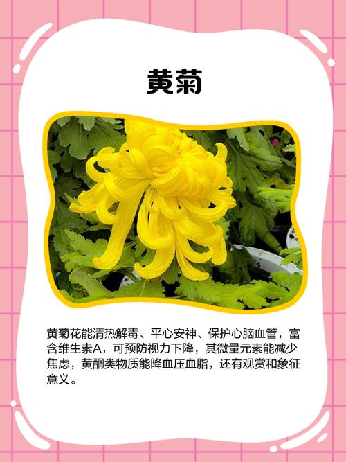 三种菊花品种各有什么特点与区别?-图3 三种菊花品种各有什么特点与区别?-图3