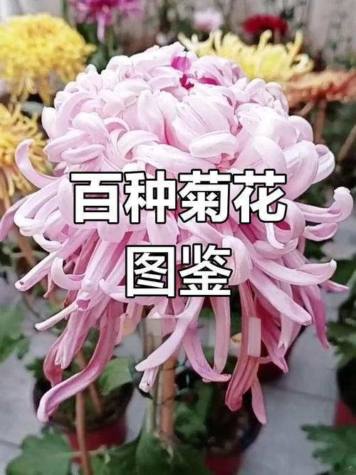 三种菊花品种各有什么特点与区别?-图2 三种菊花品种各有什么特点与区别?-图2