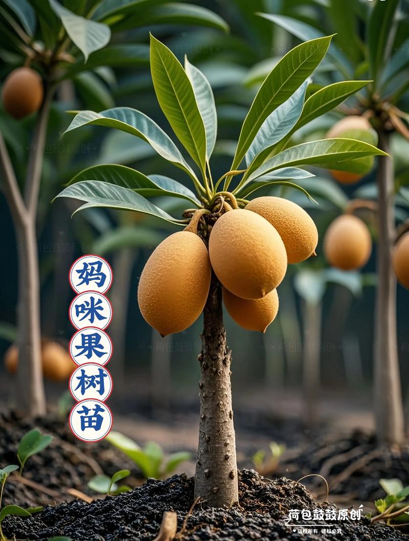 水果树品种难辨?如何快速识别?-图3 水果树品种难辨?如何快速识别?-图3