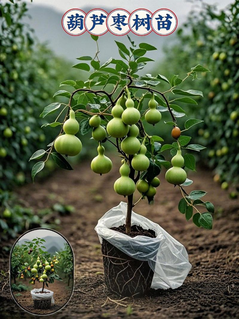 水果树品种难辨?如何快速识别?-图1 水果树品种难辨?如何快速识别?-图1