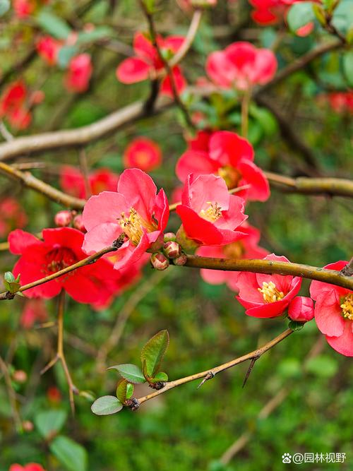 海棠花有哪些常见品种？-图2