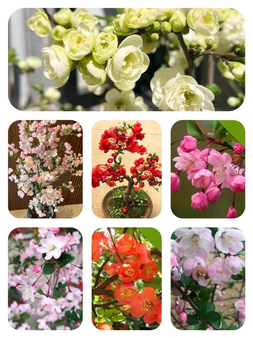 海棠花有哪些常见品种？-图1