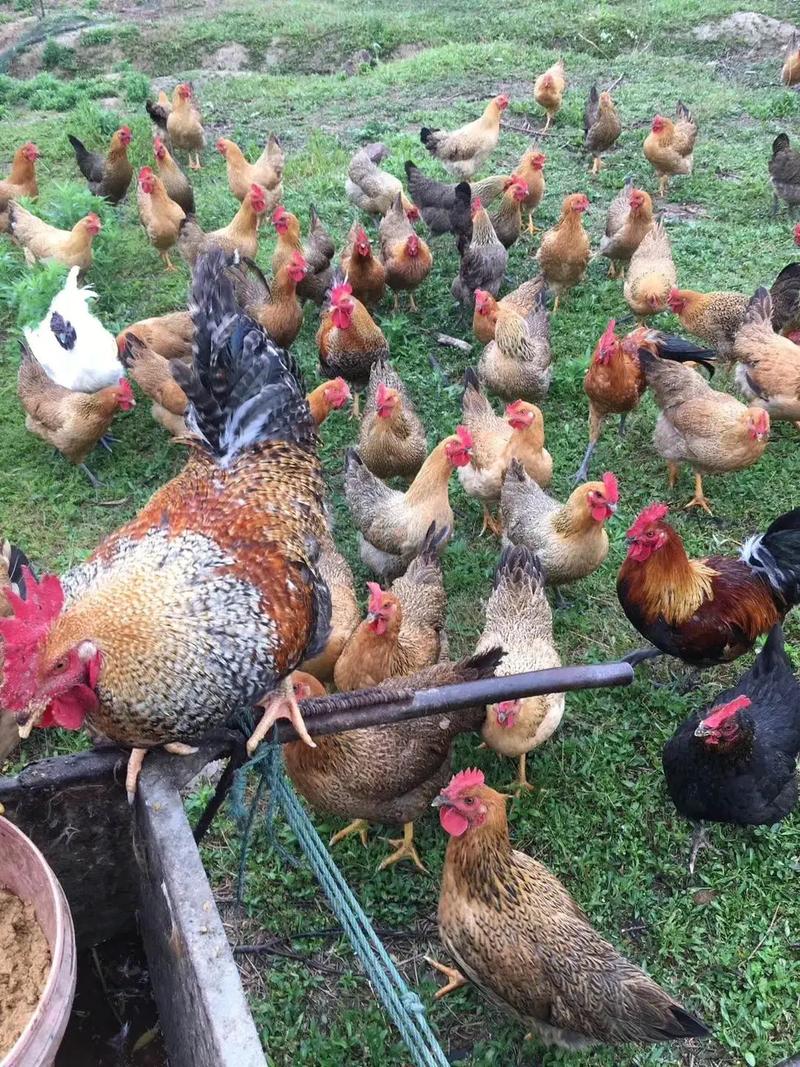 农村养鸡选什么品种最合适？-图3