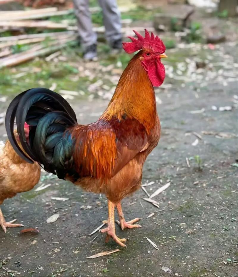 农村养鸡选什么品种最合适？-图2